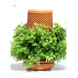 Teva self watering planter soil free terracotta orchids ferns 8.5” indoor garden